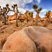 Joshua Neeley Photo 40