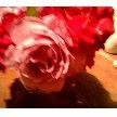 Alma Rose Photo 2