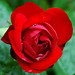 Devon Rose Photo 40