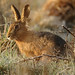Dawn Hare Photo 22