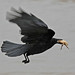 Chris Carrion Photo 34