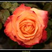Ansell Rose Photo 13