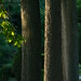 Anthony Sanfilippo Photo 41