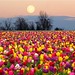 Bob Moon Photo 46