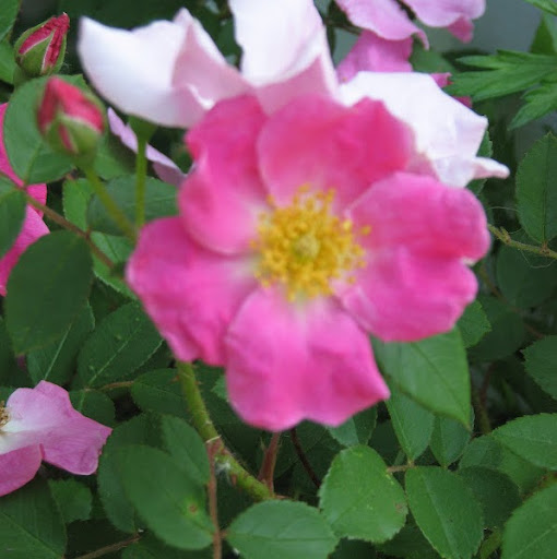 Debra Drew Photo 9