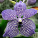 Wanda Leger Photo 16