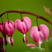 Andrea Herz Photo 24