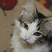 Robert Pippin Photo 35