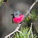 Robin Rose Photo 43