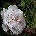 Heath Rose Photo 27