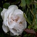 Heath Rose Photo 29