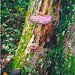 Patrick Bracken Photo 40
