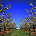 Peter Apple Photo 26