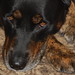 Tara Breeding Photo 16