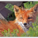 August Fox Photo 15