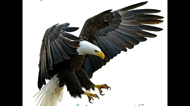 Fred Wing Photo 18