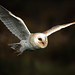 Ray Barlow Photo 35