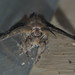 David Pine Photo 35