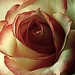 Kim Rosa Photo 34