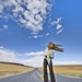 Rose Cheney Photo 35