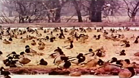 Raymond Mallard Photo 6