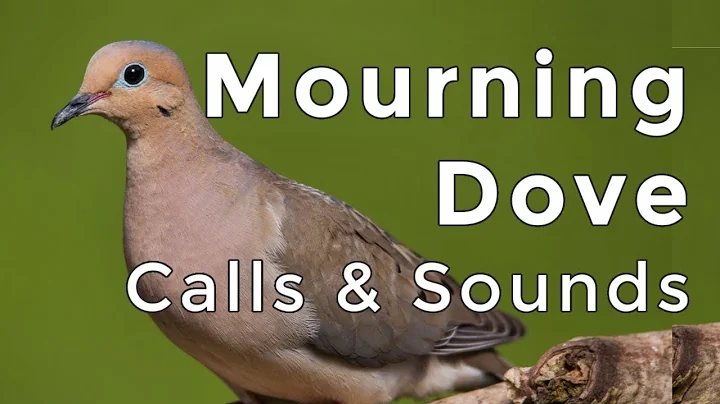 Dove Brown Photo 18