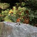 Robin Roe Photo 38