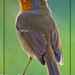 Robin Golden Photo 36