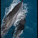 Cesar Andrade Photo 42