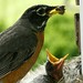 Robin Bird Photo 44