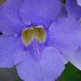 Patricia Vine Photo 20
