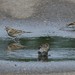 Roosevelt Sparrow Photo 19