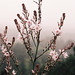 Irit Winter Photo 14