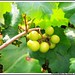 Donna Vine Photo 14