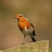 Robin Hicks Photo 41