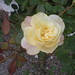 Samantha Rosa Photo 33