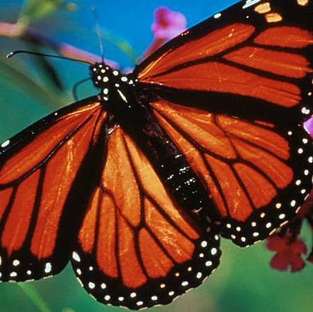 Judy Hynes Photo 9
