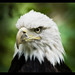 Bryan Eagle Photo 26