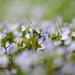 Veronica Small Photo 25