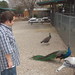 Danny Peacock Photo 35