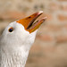 Marc Ganz Photo 23
