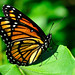 Juan Lamas Photo 36