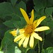 Flor Galindo Photo 23