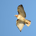 Morgan Hawk Photo 24