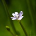 Peggy Bloom Photo 22