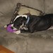 Bobby Bull Photo 33