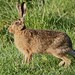 Dawn Hare Photo 28