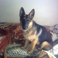 Samuel Moses Photo 7