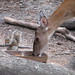 Virginia Deer Photo 17