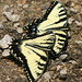 Thomas Borer Photo 16